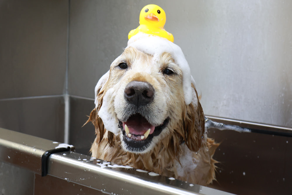 國寶寵物 喵汪美安宿-天母旗艦館|寵物六星級旅館、寵物安親住宿、寵物 溫水游泳池、寵物美容推薦|寵物六星級旅館、寵物安親住宿、寵物溫水游泳池、寵物美容推薦 - 第38張圖 國寶寵物 喵汪美安宿-天母旗艦館|寵物六星級旅館、寵物安親住宿、寵物 溫水游泳池、寵物美容推薦|寵物六星級旅館、寵物安親住宿、寵物溫水游泳池、寵物美容推薦