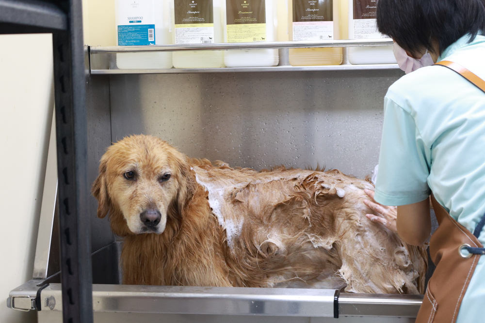 國寶寵物 喵汪美安宿-天母旗艦館|寵物六星級旅館、寵物安親住宿、寵物 溫水游泳池、寵物美容推薦|寵物六星級旅館、寵物安親住宿、寵物溫水游泳池、寵物美容推薦 - 第39張圖 國寶寵物 喵汪美安宿-天母旗艦館|寵物六星級旅館、寵物安親住宿、寵物 溫水游泳池、寵物美容推薦|寵物六星級旅館、寵物安親住宿、寵物溫水游泳池、寵物美容推薦