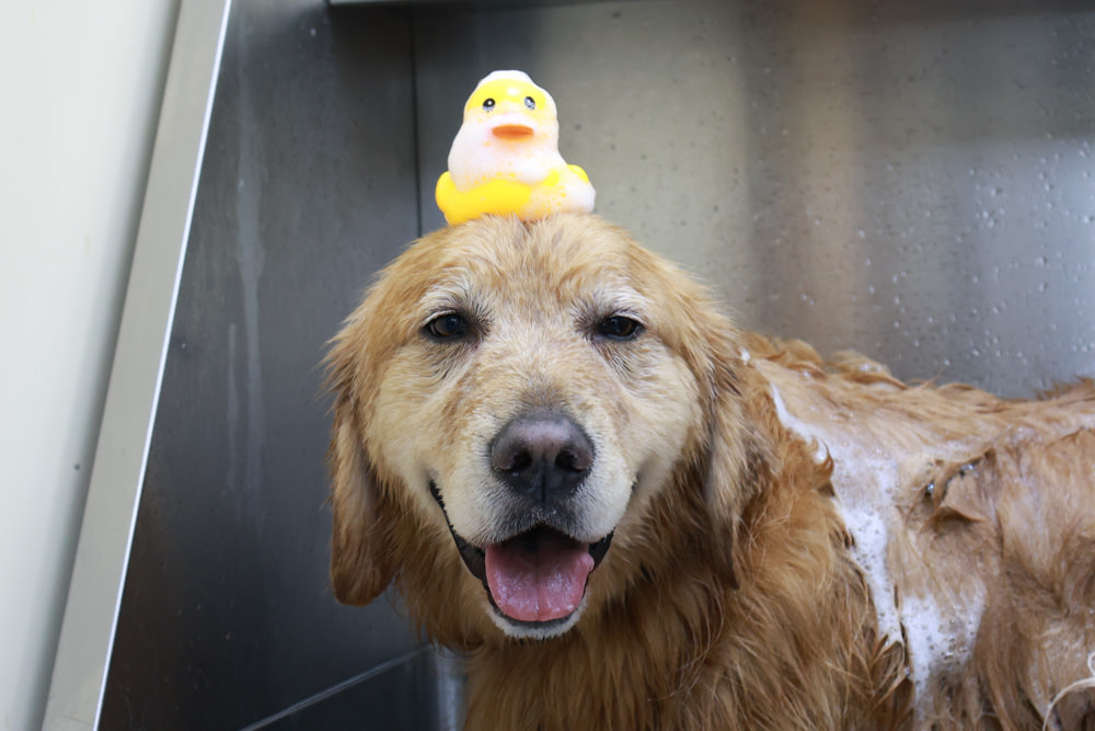 國寶寵物 喵汪美安宿-天母旗艦館|寵物六星級旅館、寵物安親住宿、寵物 溫水游泳池、寵物美容推薦|寵物六星級旅館、寵物安親住宿、寵物溫水游泳池、寵物美容推薦 - 第40張圖 國寶寵物 喵汪美安宿-天母旗艦館|寵物六星級旅館、寵物安親住宿、寵物 溫水游泳池、寵物美容推薦|寵物六星級旅館、寵物安親住宿、寵物溫水游泳池、寵物美容推薦