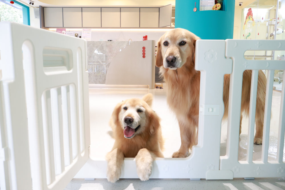 國寶寵物 喵汪美安宿-天母旗艦館|寵物六星級旅館、寵物安親住宿、寵物 溫水游泳池、寵物美容推薦|寵物六星級旅館、寵物安親住宿、寵物溫水游泳池、寵物美容推薦 - 第5張圖 國寶寵物 喵汪美安宿-天母旗艦館|寵物六星級旅館、寵物安親住宿、寵物 溫水游泳池、寵物美容推薦|寵物六星級旅館、寵物安親住宿、寵物溫水游泳池、寵物美容推薦