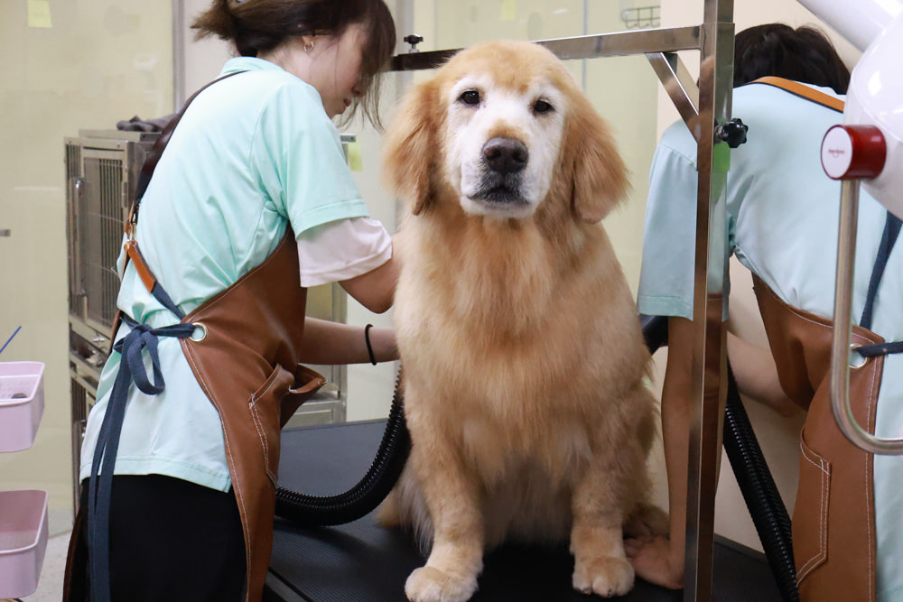 國寶寵物 喵汪美安宿-天母旗艦館|寵物六星級旅館、寵物安親住宿、寵物 溫水游泳池、寵物美容推薦|寵物六星級旅館、寵物安親住宿、寵物溫水游泳池、寵物美容推薦 - 第42張圖 國寶寵物 喵汪美安宿-天母旗艦館|寵物六星級旅館、寵物安親住宿、寵物 溫水游泳池、寵物美容推薦|寵物六星級旅館、寵物安親住宿、寵物溫水游泳池、寵物美容推薦