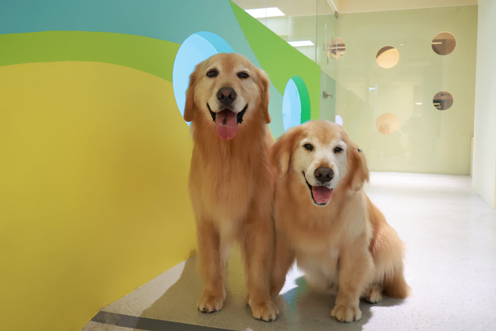 國寶寵物 喵汪美安宿-天母旗艦館|寵物六星級旅館、寵物安親住宿、寵物 溫水游泳池、寵物美容推薦|寵物六星級旅館、寵物安親住宿、寵物溫水游泳池、寵物美容推薦 - 第43張圖 國寶寵物 喵汪美安宿-天母旗艦館|寵物六星級旅館、寵物安親住宿、寵物 溫水游泳池、寵物美容推薦|寵物六星級旅館、寵物安親住宿、寵物溫水游泳池、寵物美容推薦