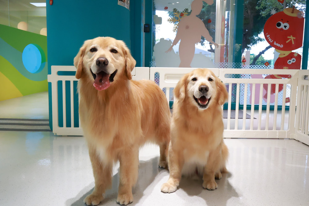 國寶寵物 喵汪美安宿-天母旗艦館|寵物六星級旅館、寵物安親住宿、寵物 溫水游泳池、寵物美容推薦|寵物六星級旅館、寵物安親住宿、寵物溫水游泳池、寵物美容推薦 - 第44張圖 國寶寵物 喵汪美安宿-天母旗艦館|寵物六星級旅館、寵物安親住宿、寵物 溫水游泳池、寵物美容推薦|寵物六星級旅館、寵物安親住宿、寵物溫水游泳池、寵物美容推薦