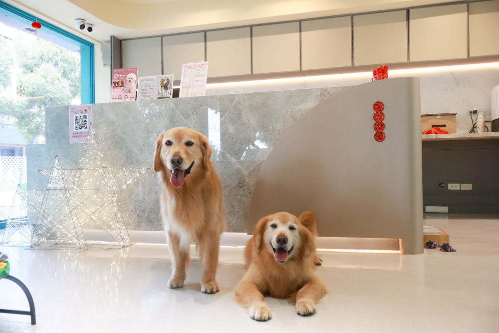 國寶寵物 喵汪美安宿-天母旗艦館|寵物六星級旅館、寵物安親住宿、寵物 溫水游泳池、寵物美容推薦|寵物六星級旅館、寵物安親住宿、寵物溫水游泳池、寵物美容推薦 - 第9張圖 國寶寵物 喵汪美安宿-天母旗艦館|寵物六星級旅館、寵物安親住宿、寵物 溫水游泳池、寵物美容推薦|寵物六星級旅館、寵物安親住宿、寵物溫水游泳池、寵物美容推薦