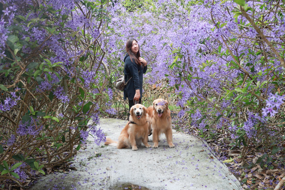 南投埔里景點｜南平山道田生態農場。錫葉藤紫爆滿開、夢幻浪漫的絕美紫色隧道、寵物友善景點、預約制