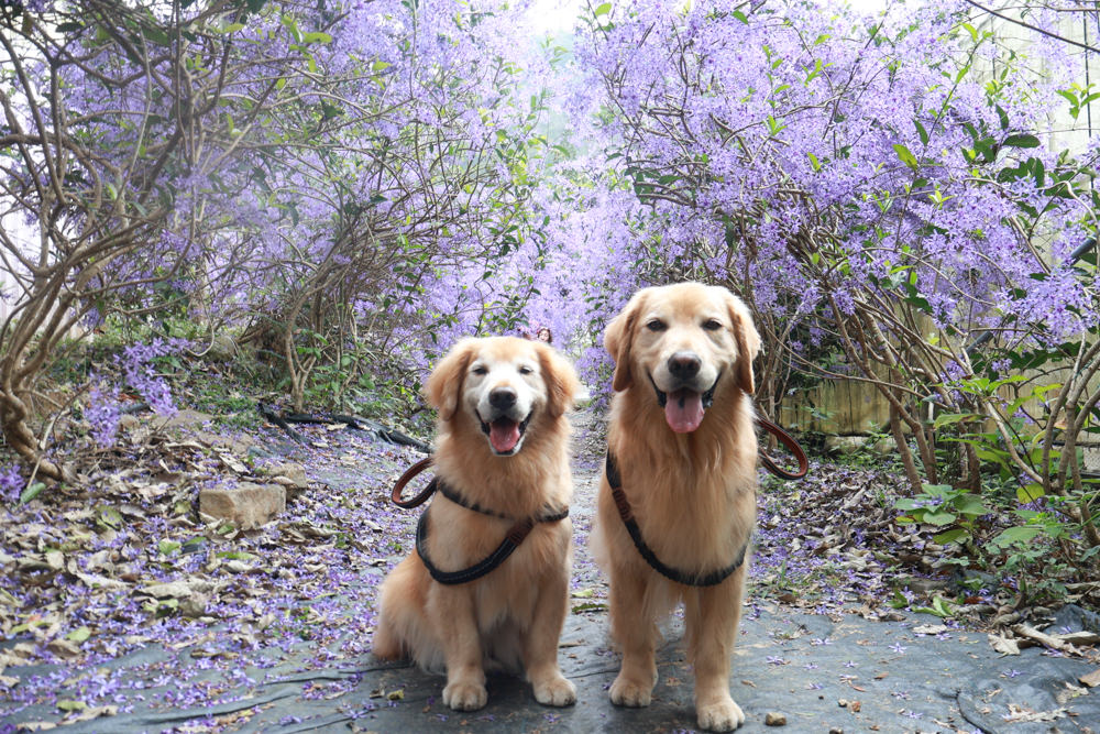 南投埔里景點｜南平山道田生態農場。錫葉藤紫爆滿開、夢幻浪漫的絕美紫色隧道、寵物友善景點、預約制