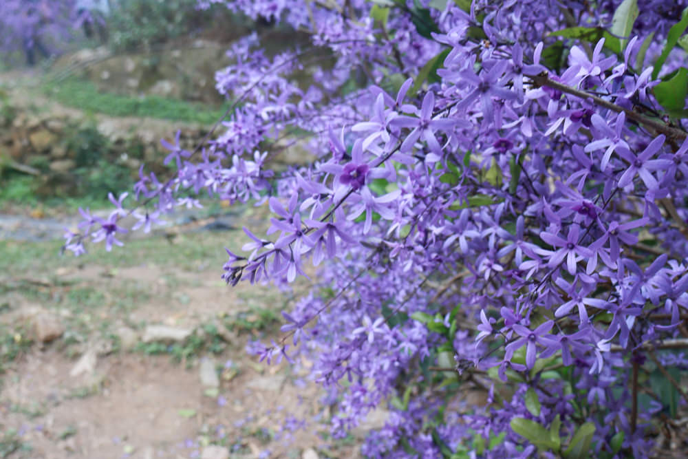 南投埔里景點｜南平山道田生態農場。錫葉藤紫爆滿開、夢幻浪漫的絕美紫色隧道、寵物友善景點、預約制