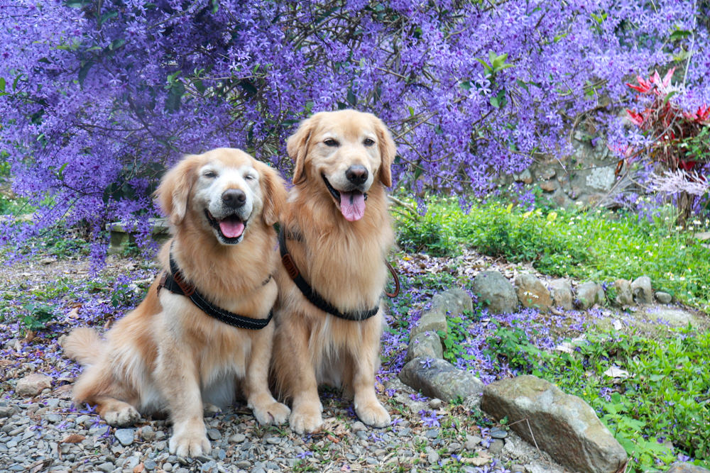 南投埔里景點｜南平山道田生態農場。錫葉藤紫爆滿開、夢幻浪漫的絕美紫色隧道、寵物友善景點、預約制