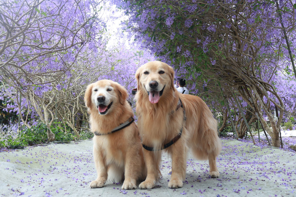 南投埔里景點｜南平山道田生態農場。錫葉藤紫爆滿開、夢幻浪漫的絕美紫色隧道、寵物友善景點、預約制