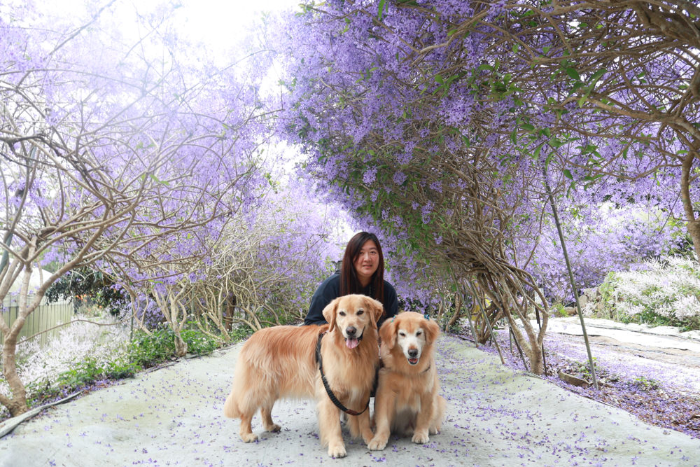 南投埔里景點｜南平山道田生態農場。錫葉藤紫爆滿開、夢幻浪漫的絕美紫色隧道、寵物友善景點、預約制
