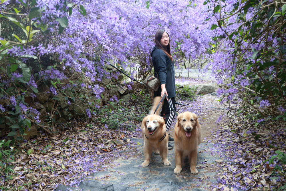 南投埔里景點｜南平山道田生態農場。錫葉藤紫爆滿開、夢幻浪漫的絕美紫色隧道、寵物友善景點、預約制