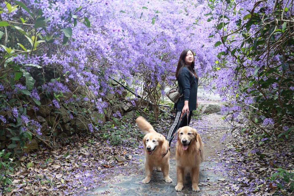 南投埔里景點｜南平山道田生態農場。錫葉藤紫爆滿開、夢幻浪漫的絕美紫色隧道、寵物友善景點、預約制