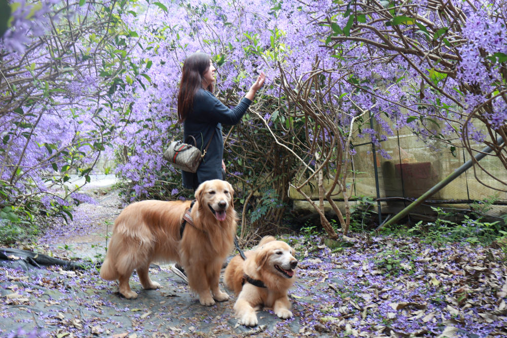 南投埔里景點｜南平山道田生態農場。錫葉藤紫爆滿開、夢幻浪漫的絕美紫色隧道、寵物友善景點、預約制