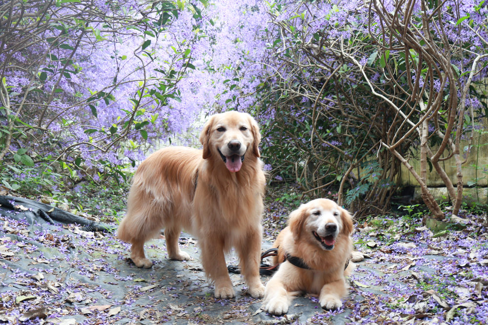 南投埔里景點｜南平山道田生態農場。錫葉藤紫爆滿開、夢幻浪漫的絕美紫色隧道、寵物友善景點、預約制