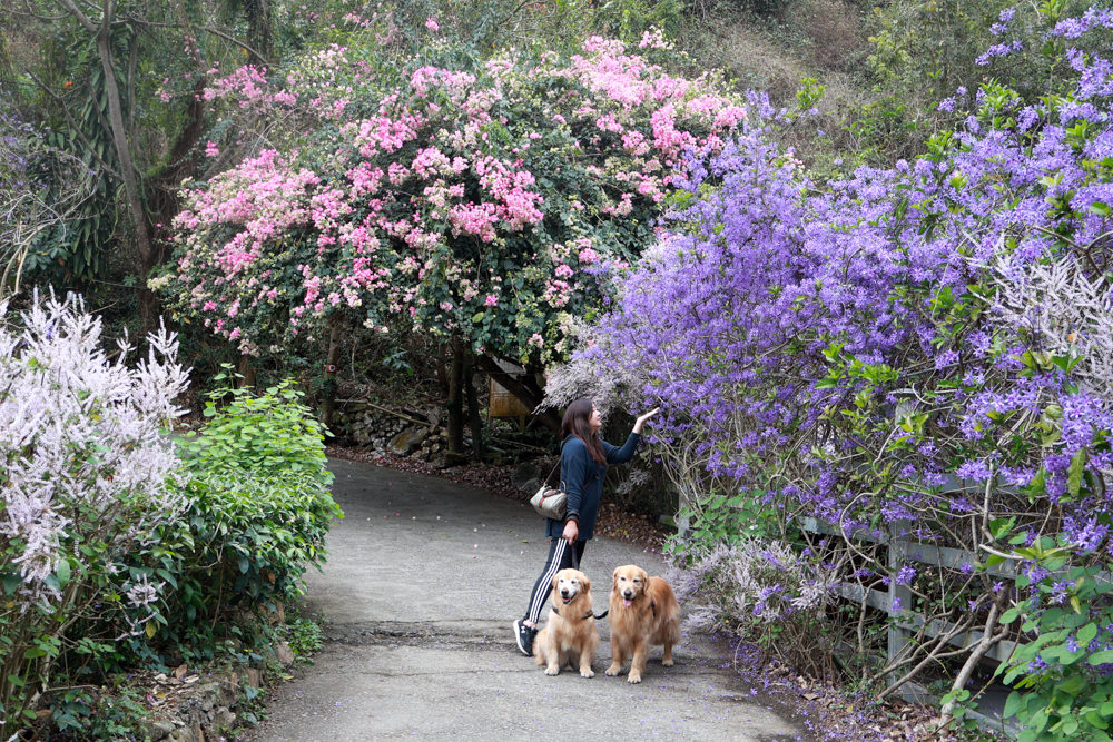 南投埔里景點｜南平山道田生態農場。錫葉藤紫爆滿開、夢幻浪漫的絕美紫色隧道、寵物友善景點、預約制