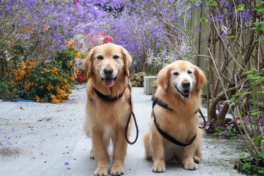 南投埔里景點｜南平山道田生態農場。錫葉藤紫爆滿開、夢幻浪漫的絕美紫色隧道、寵物友善景點、預約制