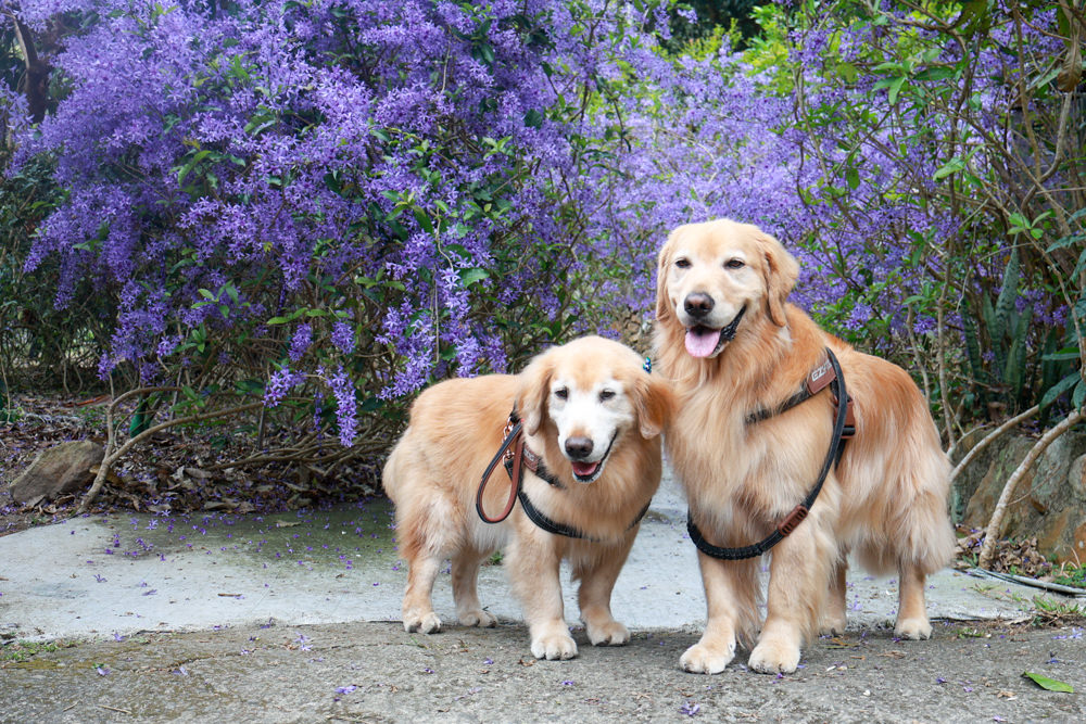 南投埔里景點｜南平山道田生態農場。錫葉藤紫爆滿開、夢幻浪漫的絕美紫色隧道、寵物友善景點、預約制