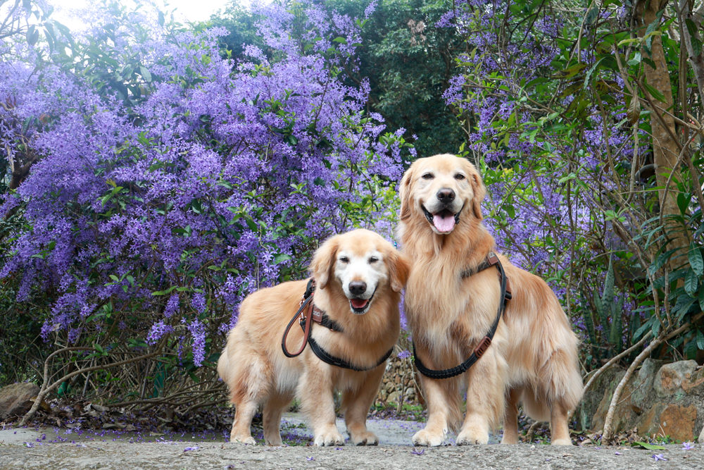 南投埔里景點｜南平山道田生態農場。錫葉藤紫爆滿開、夢幻浪漫的絕美紫色隧道、寵物友善景點、預約制