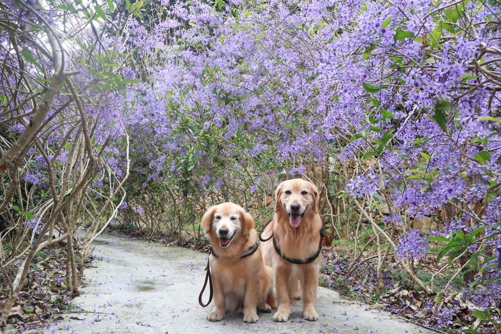 南投埔里景點｜南平山道田生態農場。錫葉藤紫爆滿開、夢幻浪漫的絕美紫色隧道、寵物友善景點、預約制
