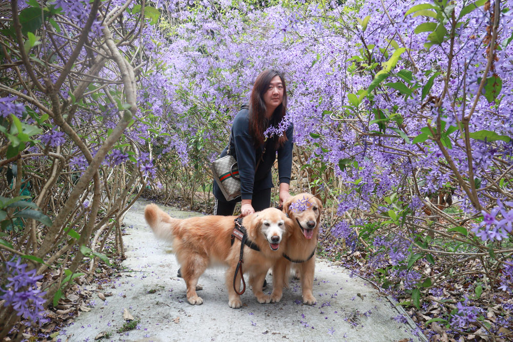 南投埔里景點｜南平山道田生態農場。錫葉藤紫爆滿開、夢幻浪漫的絕美紫色隧道、寵物友善景點、預約制