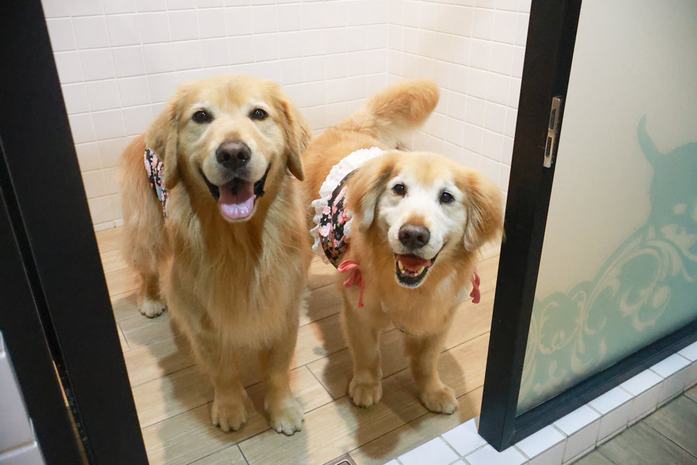 宜蘭五結美食｜饗宴鐵板燒。開業20年的頂級無菜單料理鐵板燒、宜蘭在地食材、互動式鐵板燒、寵物友善專屬VIP房