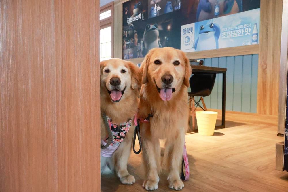 宜蘭美食｜古亭穀倉韓雞一號倉尺洞。韓式經典長鐵板料理、寵物友善燒餐廳、宜蘭壯圍美食