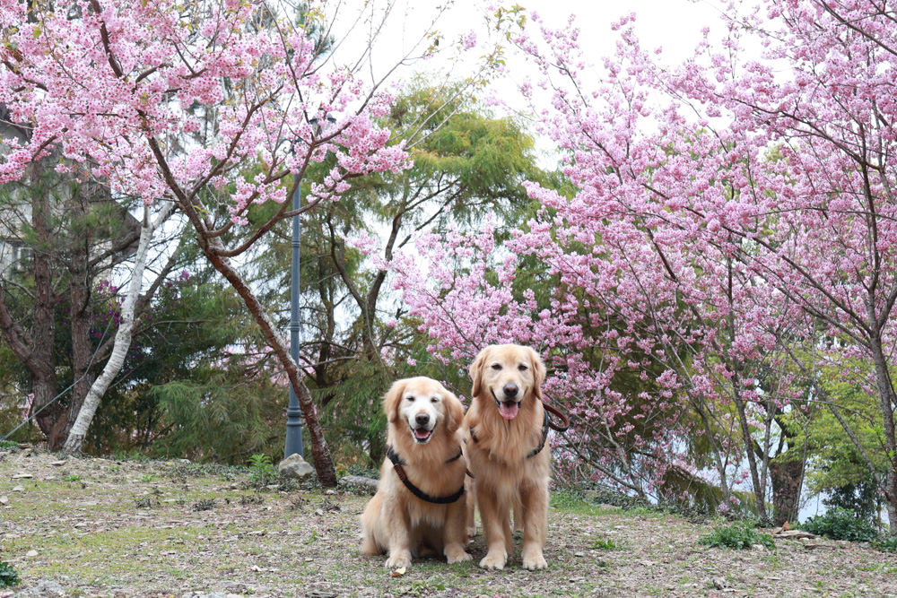 南投清境｜日初雲來城堡莊園。清境頂級寵物友善民宿、靜謐莊園浪漫賞櫻、都鐸式歐風特色建築