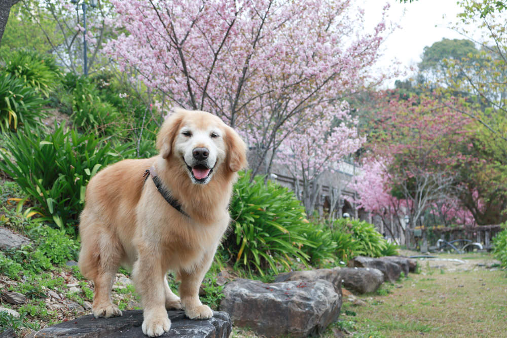 南投清境｜日初雲來城堡莊園。清境頂級寵物友善民宿、靜謐莊園浪漫賞櫻、都鐸式歐風特色建築