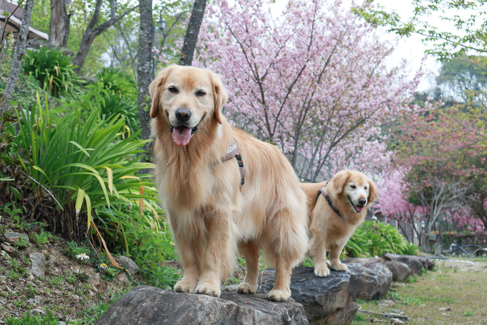 南投清境｜日初雲來城堡莊園。清境頂級寵物友善民宿、靜謐莊園浪漫賞櫻、都鐸式歐風特色建築