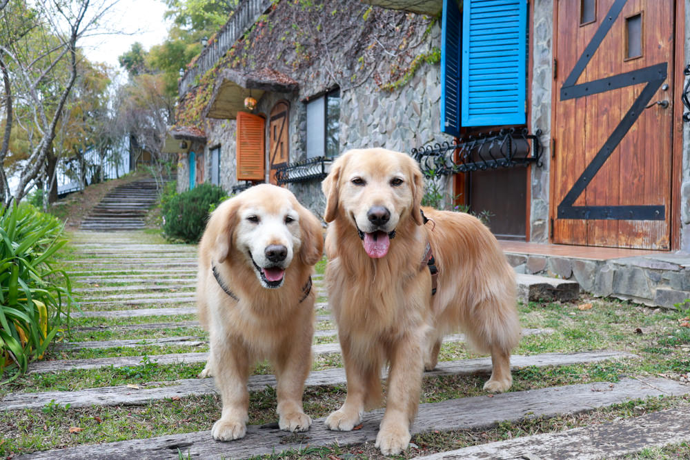南投清境｜日初雲來城堡莊園。清境頂級寵物友善民宿、靜謐莊園浪漫賞櫻、都鐸式歐風特色建築