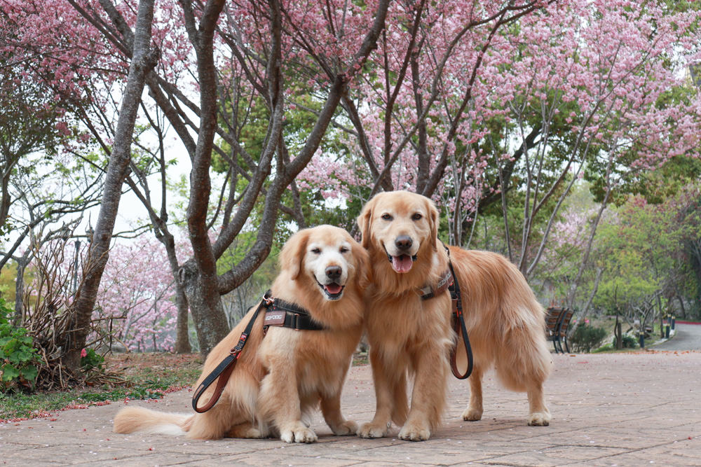 南投清境｜日初雲來城堡莊園。清境頂級寵物友善民宿、靜謐莊園浪漫賞櫻、都鐸式歐風特色建築