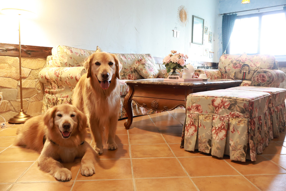 南投清境｜日初雲來城堡莊園。清境頂級寵物友善民宿、靜謐莊園浪漫賞櫻、都鐸式歐風特色建築