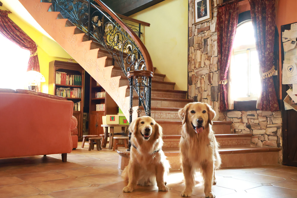 南投清境｜日初雲來城堡莊園。清境頂級寵物友善民宿、靜謐莊園浪漫賞櫻、都鐸式歐風特色建築