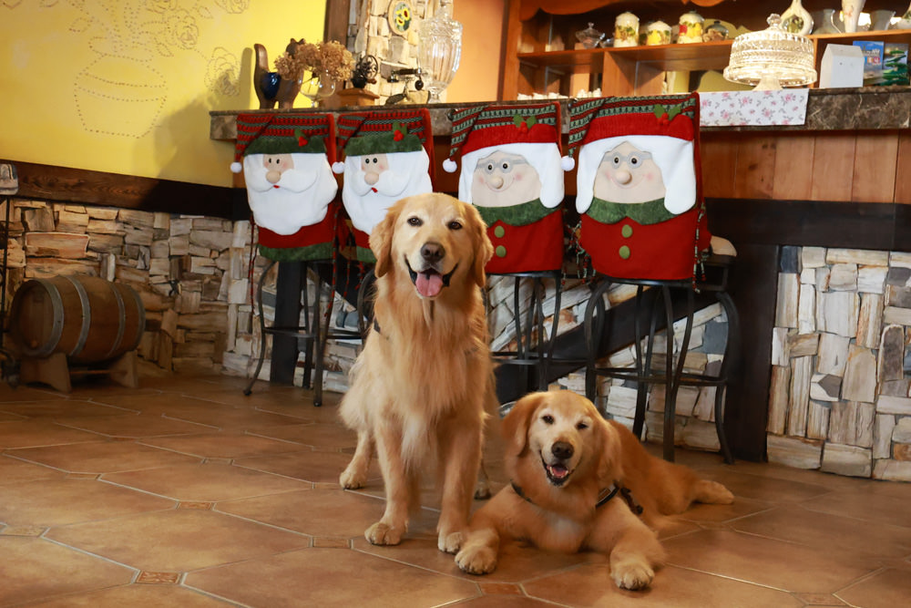 南投清境｜日初雲來城堡莊園。清境頂級寵物友善民宿、靜謐莊園浪漫賞櫻、都鐸式歐風特色建築