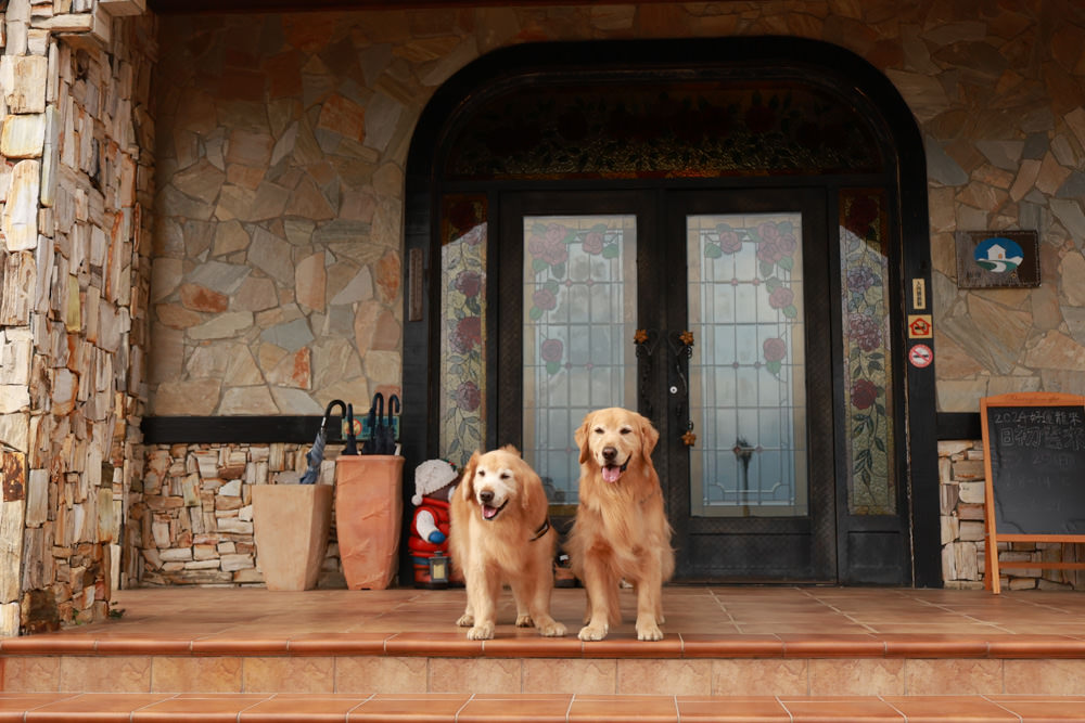 南投清境｜日初雲來城堡莊園。清境頂級寵物友善民宿、靜謐莊園浪漫賞櫻、都鐸式歐風特色建築