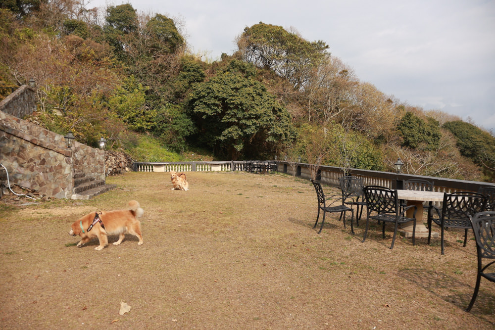 南投清境｜日初雲來城堡莊園。清境頂級寵物友善民宿、靜謐莊園浪漫賞櫻、都鐸式歐風特色建築