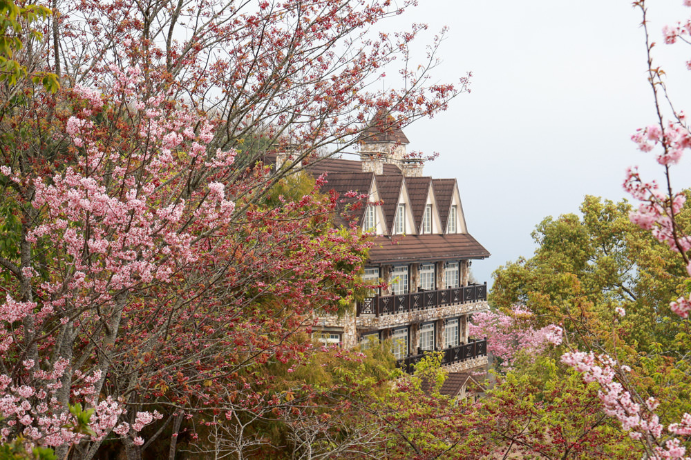 南投清境｜日初雲來城堡莊園。清境頂級寵物友善民宿、靜謐莊園浪漫賞櫻、都鐸式歐風特色建築