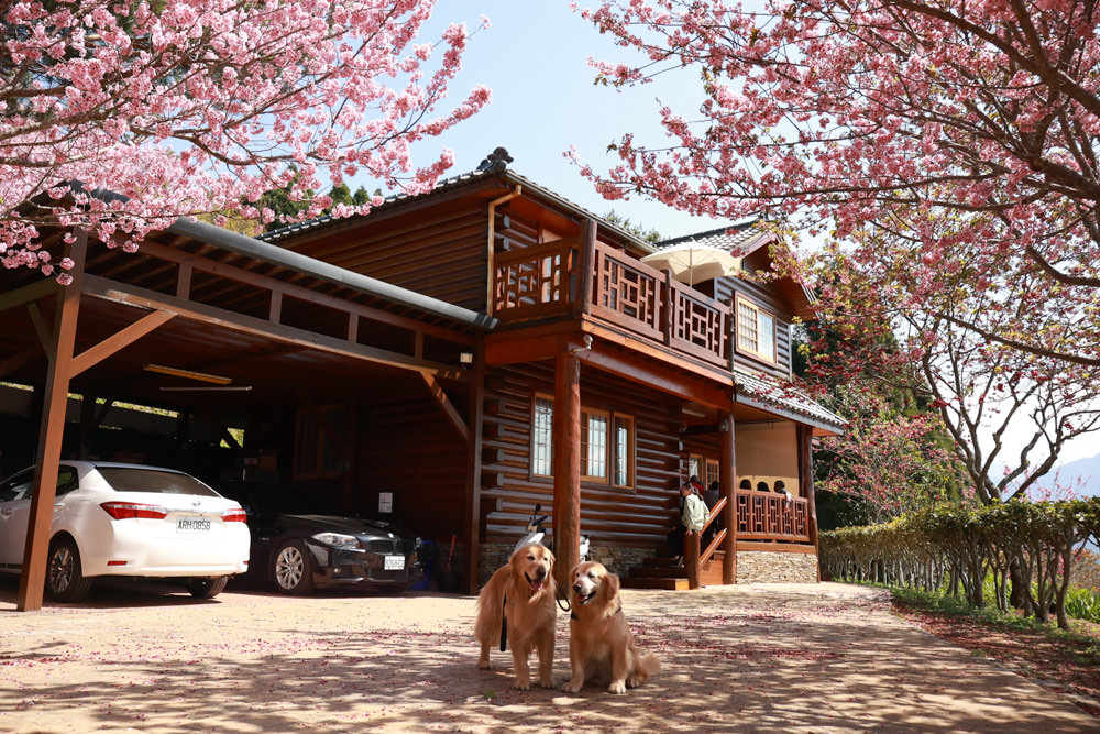 清境美食｜星嵐拉麵。一週只營業三天的絕美玻璃屋拉麵店、戶外座位區可攜帶寵物、粉嫩櫻花季、遠眺霧社水庫