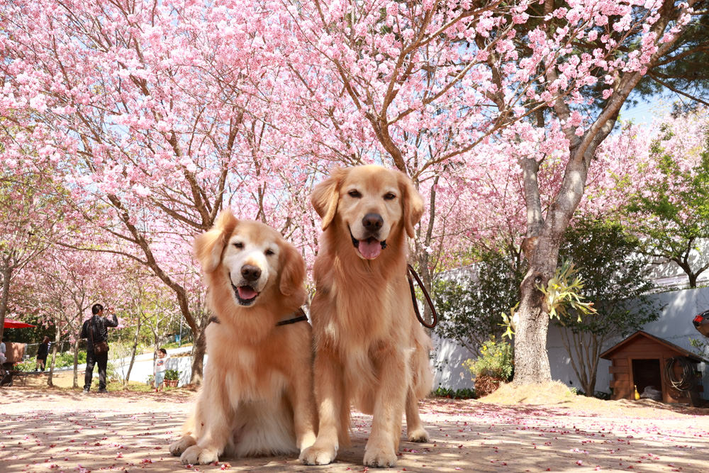 清境美食｜星嵐拉麵。一週只營業三天的絕美玻璃屋拉麵店、戶外座位區可攜帶寵物、粉嫩櫻花季、遠眺霧社水庫