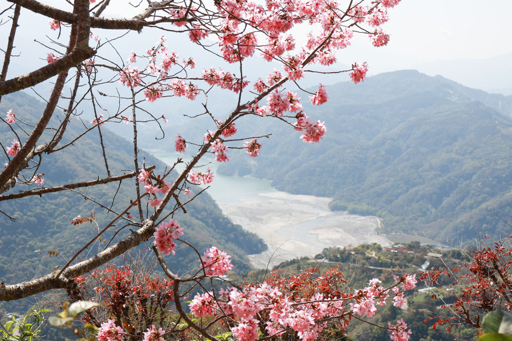 清境美食｜星嵐拉麵。一週只營業三天的絕美玻璃屋拉麵店、戶外座位區可攜帶寵物、粉嫩櫻花季、遠眺霧社水庫