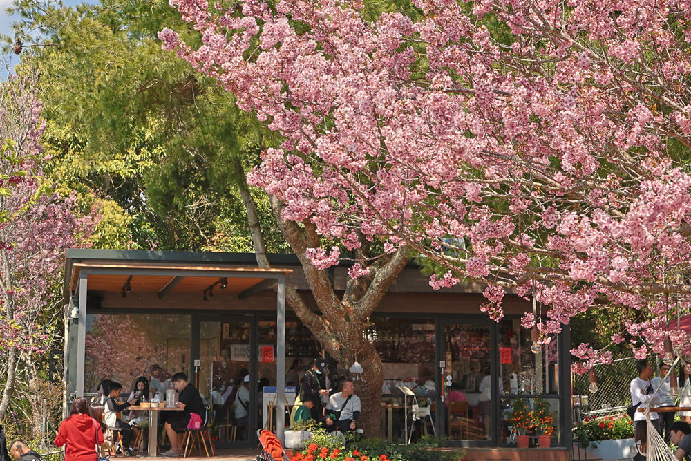 清境美食｜星嵐拉麵。一週只營業三天的絕美玻璃屋拉麵店、戶外座位區可攜帶寵物、粉嫩櫻花季、遠眺霧社水庫