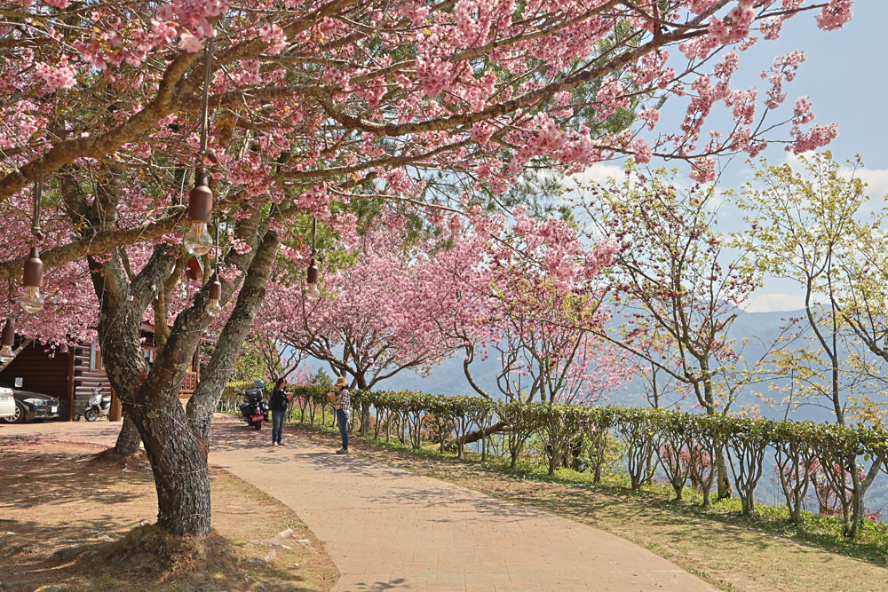 清境美食｜星嵐拉麵。一週只營業三天的絕美玻璃屋拉麵店、戶外座位區可攜帶寵物、粉嫩櫻花季、遠眺霧社水庫