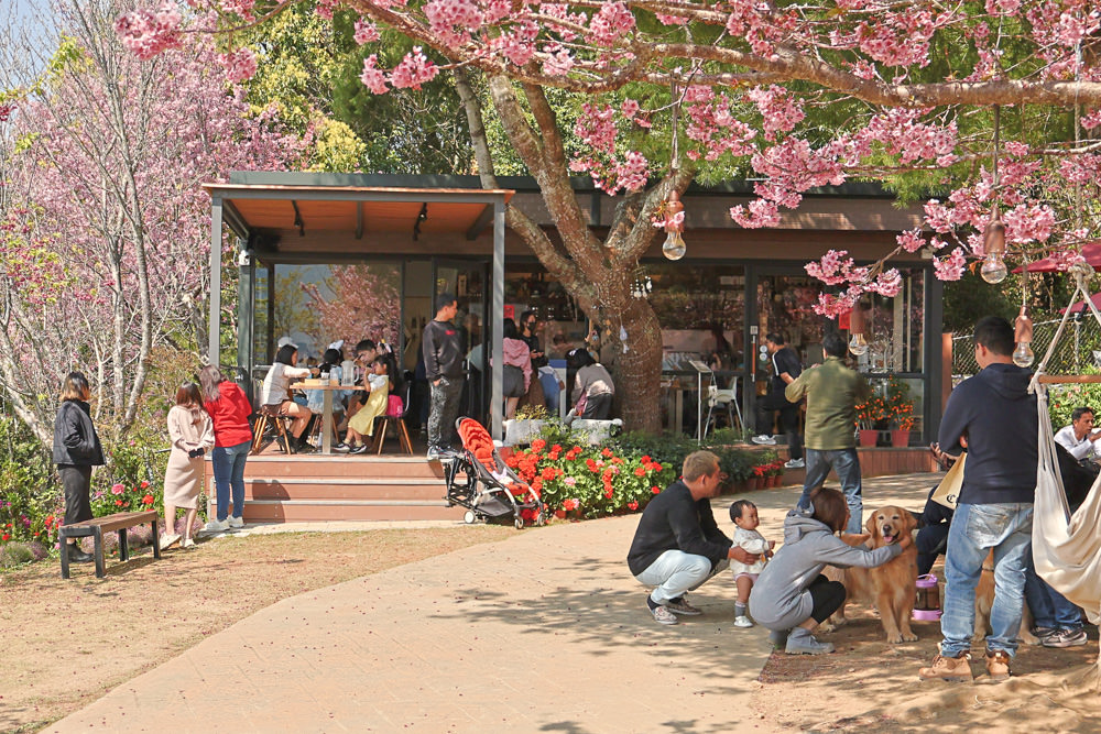 清境美食｜星嵐拉麵。一週只營業三天的絕美玻璃屋拉麵店、戶外座位區可攜帶寵物、粉嫩櫻花季、遠眺霧社水庫