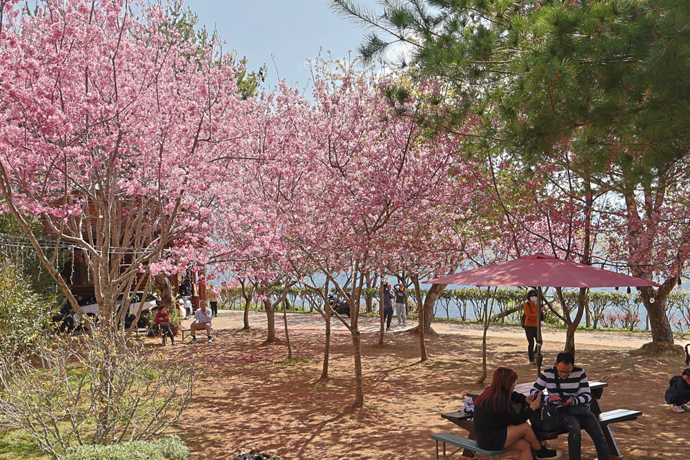 清境美食｜星嵐拉麵。一週只營業三天的絕美玻璃屋拉麵店、戶外座位區可攜帶寵物、粉嫩櫻花季、遠眺霧社水庫