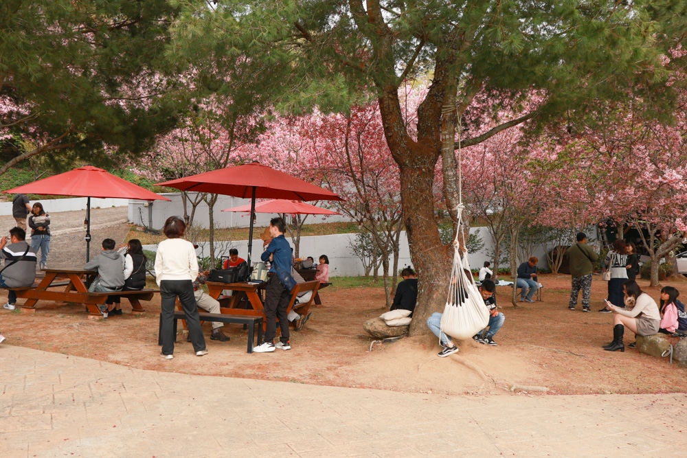 清境美食｜星嵐拉麵。一週只營業三天的絕美玻璃屋拉麵店、戶外座位區可攜帶寵物、粉嫩櫻花季、遠眺霧社水庫