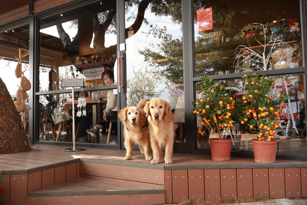 清境美食｜星嵐拉麵。一週只營業三天的絕美玻璃屋拉麵店、戶外座位區可攜帶寵物、粉嫩櫻花季、遠眺霧社水庫