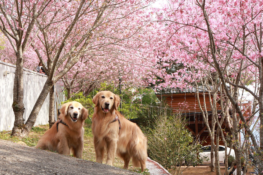 清境美食｜星嵐拉麵。一週只營業三天的絕美玻璃屋拉麵店、戶外座位區可攜帶寵物、粉嫩櫻花季、遠眺霧社水庫