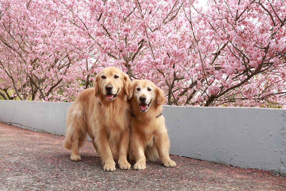 清境美食｜星嵐拉麵。一週只營業三天的絕美玻璃屋拉麵店、戶外座位區可攜帶寵物、粉嫩櫻花季、遠眺霧社水庫