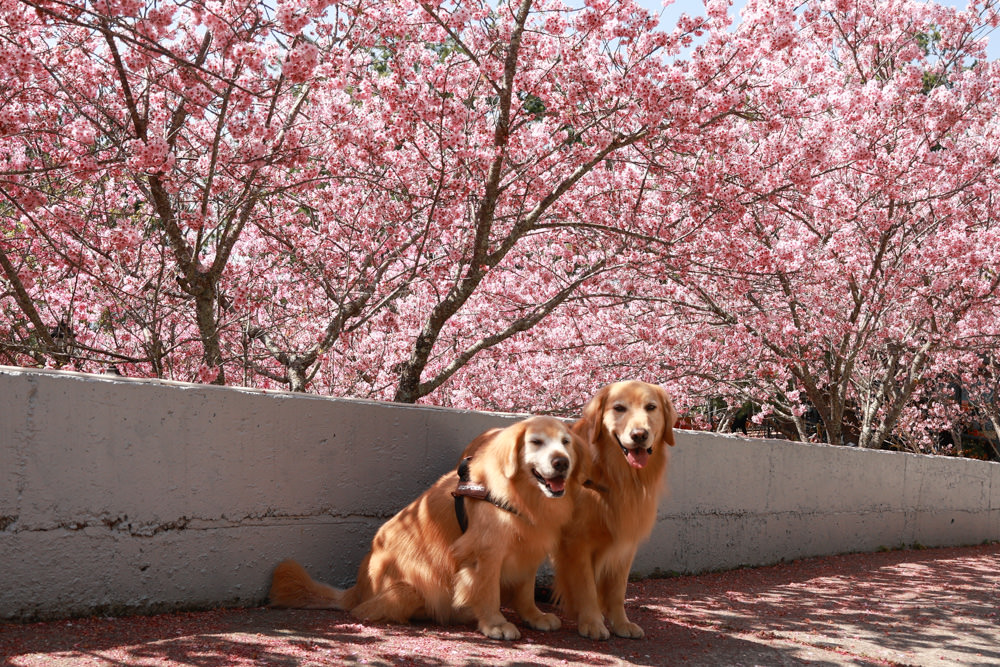 清境美食｜星嵐拉麵。一週只營業三天的絕美玻璃屋拉麵店、戶外座位區可攜帶寵物、粉嫩櫻花季、遠眺霧社水庫