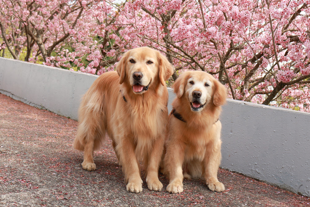 清境美食｜星嵐拉麵。一週只營業三天的絕美玻璃屋拉麵店、戶外座位區可攜帶寵物、粉嫩櫻花季、遠眺霧社水庫